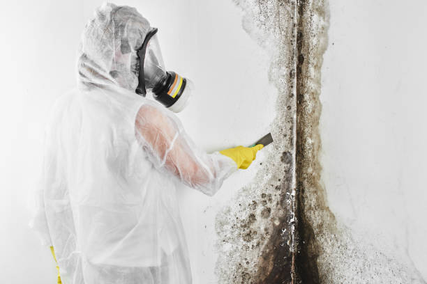 Best Mold Removal Process  in Kiryas Joel, NY