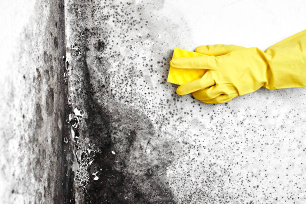 Best Office Mold Removal Services  in Kiryas Joel, NY