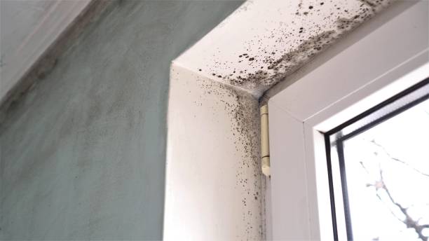Best Fast Mold Removal  in Kiryas Joel, NY
