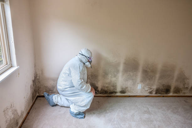 Best Affordable Mold Removal  in Kiryas Joel, NY