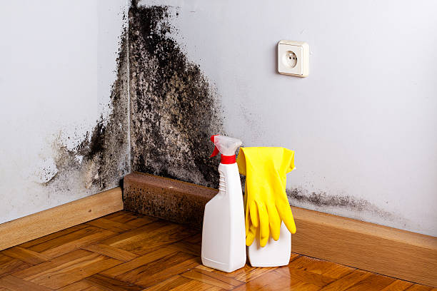 Professional Mold Removal in Kiryas Joel, NY