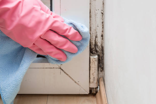 Best Home Mold Removal  in Kiryas Joel, NY